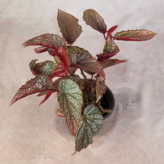 Begonia ‘Maurice Amy’