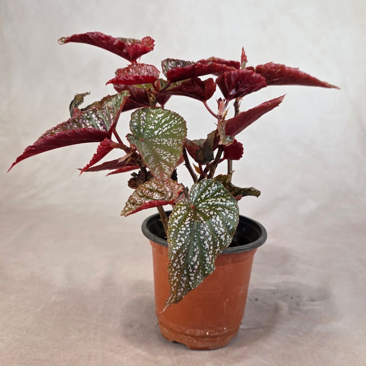 Begonia ‘Maurice Amy’