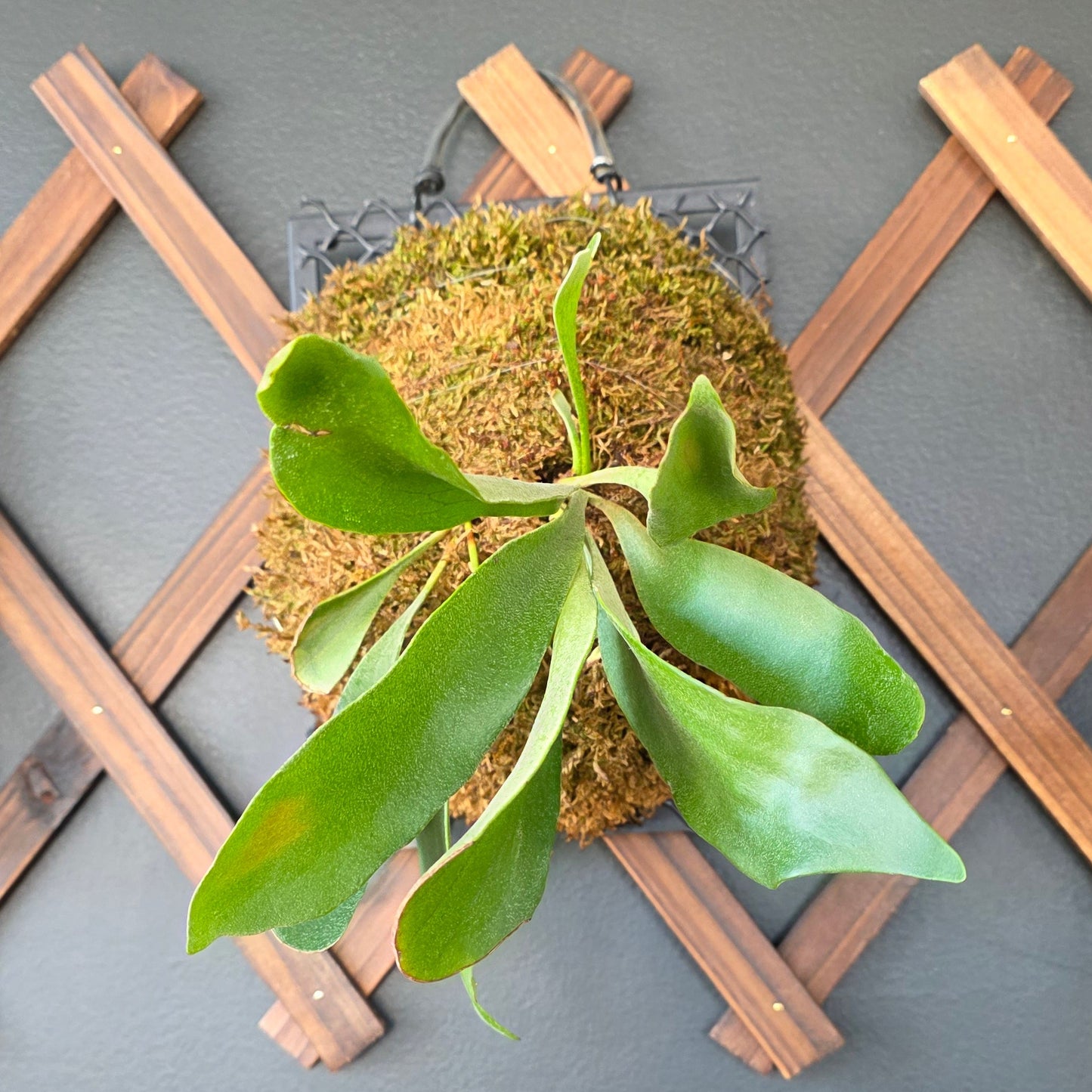 Staghorn Fern Mounted Wall Plant