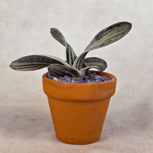 Gasteria ‘Little Warty’