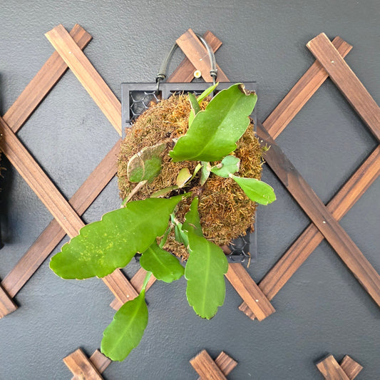 Queen of the Night — Mounted Tropical Cactus