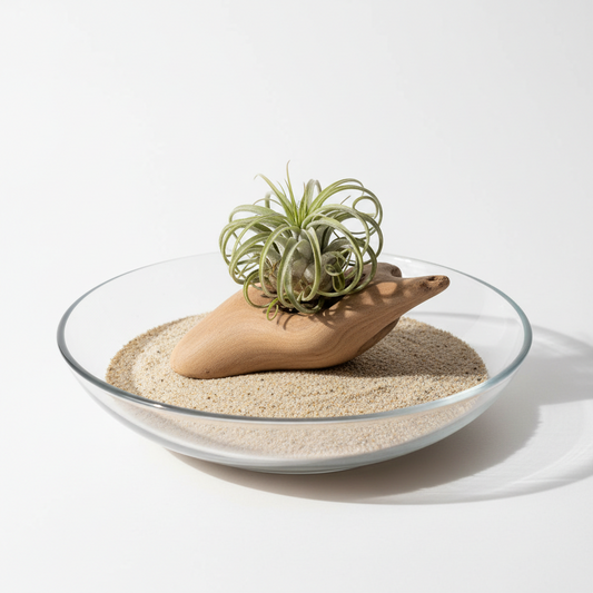 Air Plant Zen Garden